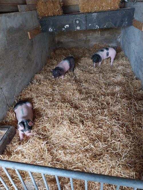 schweine