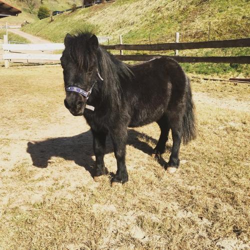 springhansenhof_pony
