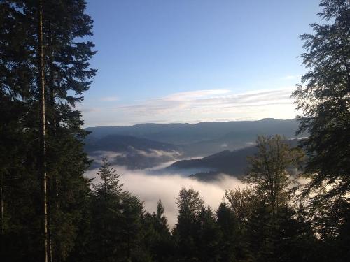 springhansenhof_waldblick