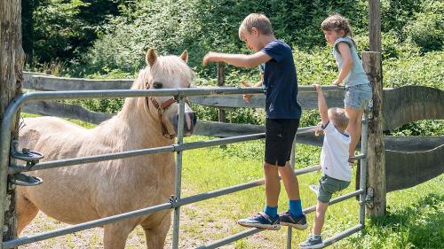 springhansenhof_pferd