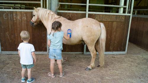springhansenhof_pferd_striegeln