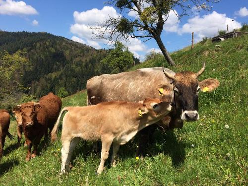 springhansenhofkueh_und_kalb