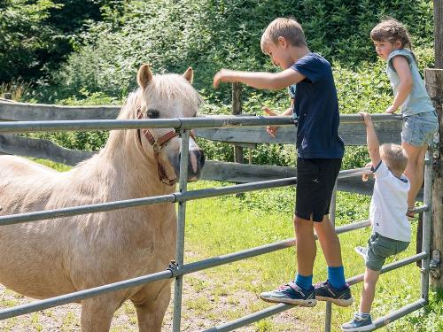 springhansenhof_pferd