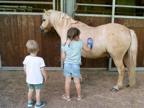 springhansenhof_pferd_striegeln