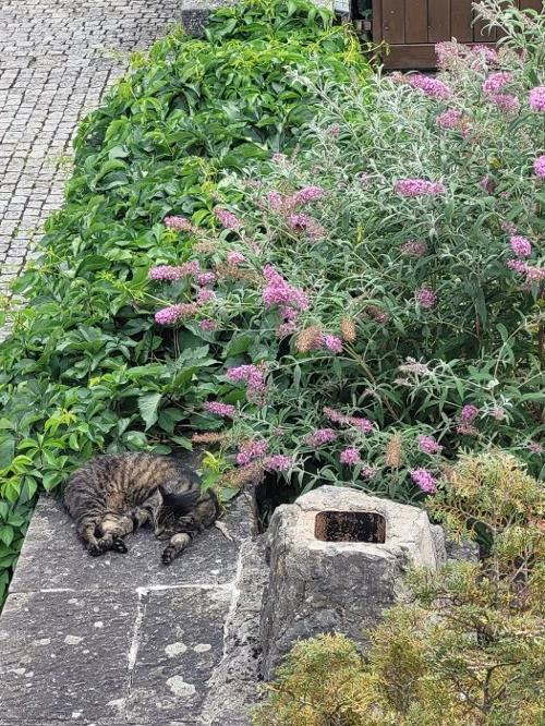 schlafende Katze
