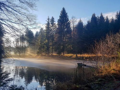 nuibauers_hof_wald