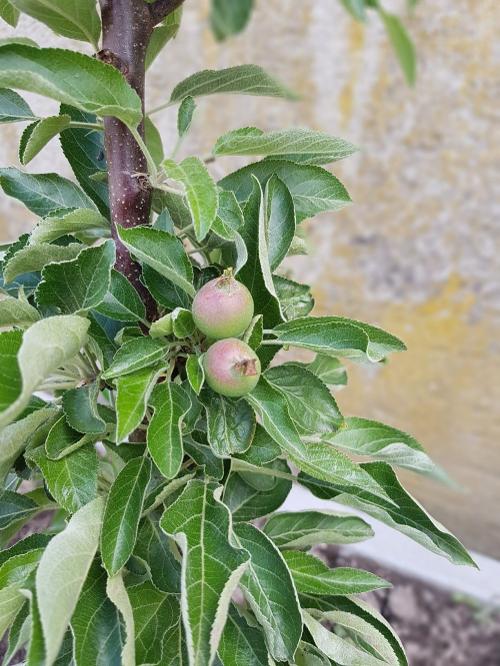 nuibauers_hof_apfel