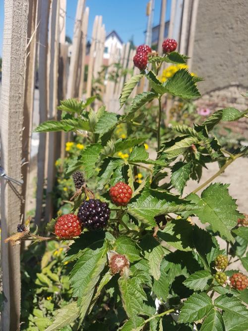 nuibauers_hof_beeren