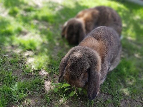 nuibauers_hof_kaninchen_hoppeln