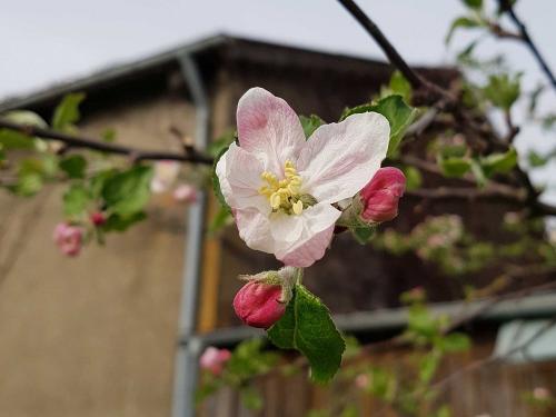 nuibauers_hof_apfelbluete