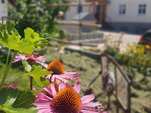 nuibauers_hof_sonnenhut