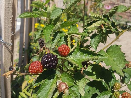 nuibauers_hof_beeren