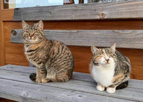 Unsere Katzen
