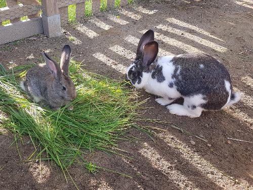 Unsere Kaninchen
