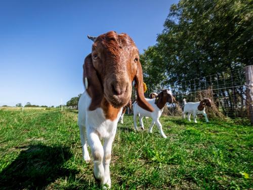 osterhof_1596 osterhof_1596