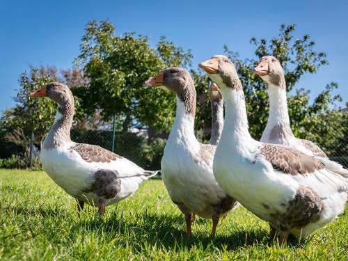 osterhof_1476 osterhof_1476