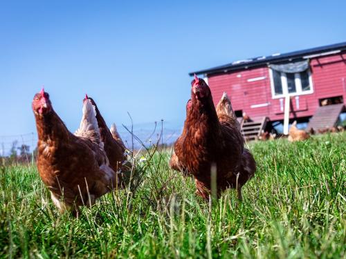 osterhof_1525 osterhof_1525