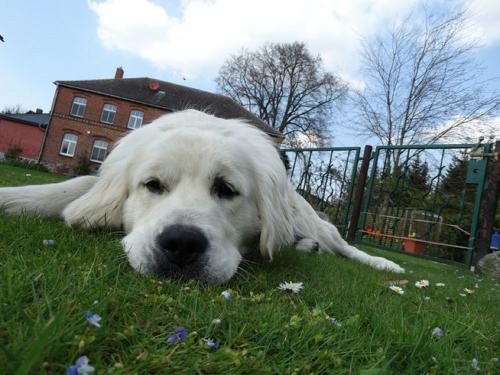 Unser Hund