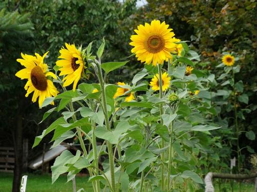Sonnenblumen