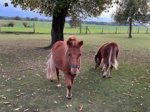 Pony Fritzi