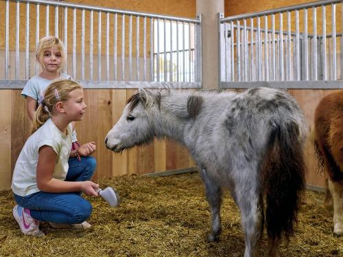 MSB_2024_10_22_Kirchmaier_Tiere_Ponys_01_4_