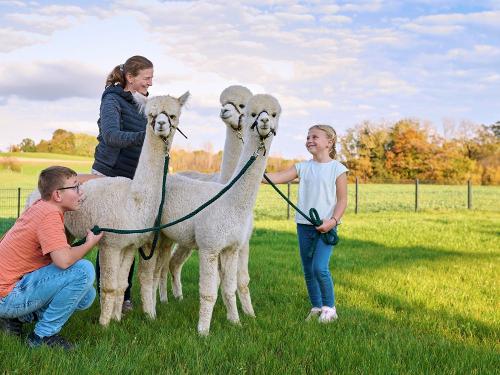 MSB_2024_10_22_Kirchmaier_Tiere_Alpacas_03_4_
