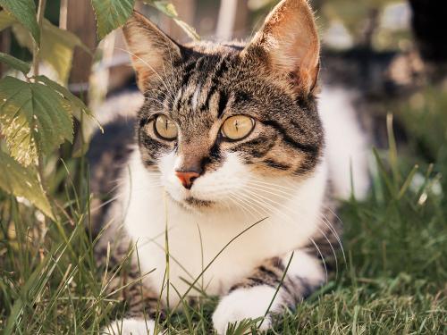 Unser verschmuster Kater Toni Unser verschmuster Kater Toni