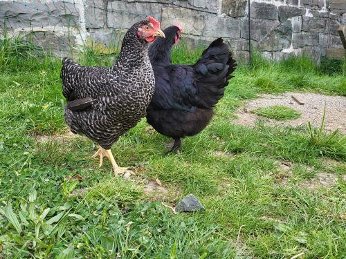 Unsere Hühner Unsere Hühner