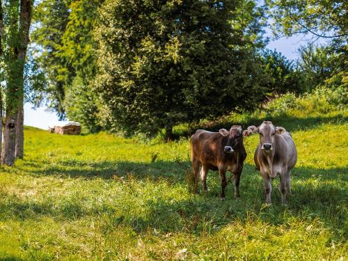 Unsere Jungkühe