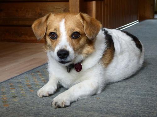 Hofhund Mexx