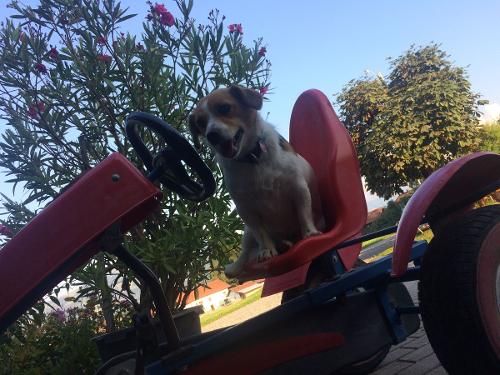 Kettcar mit Hofhund Mexx Ferienhof Endreß Kettcar mit Hofhund Mexx Ferienhof Endreß