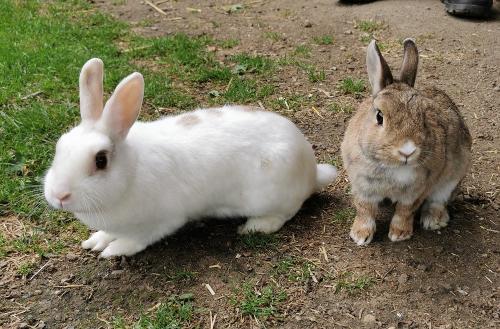 Unsere Kaninchen