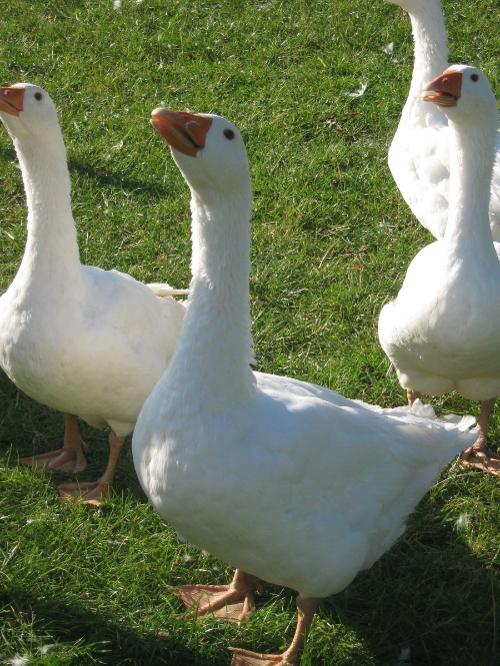 Unsere Gänse