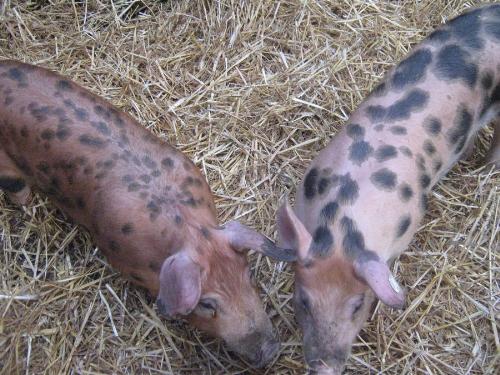 Unsere Ferkel
