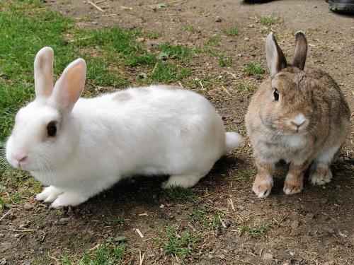 Unsere Kaninchen