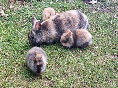 Kaninchen
