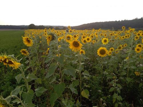 Sonnenblumen