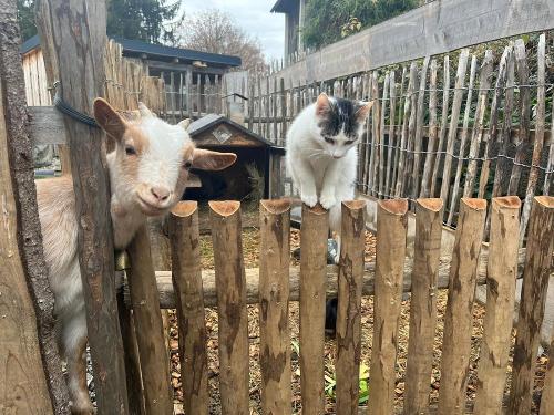Ziege Heidi und Kater Bubi