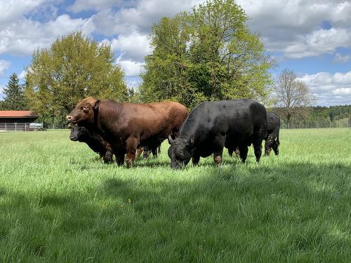 Angus-Bullen auf der Weide