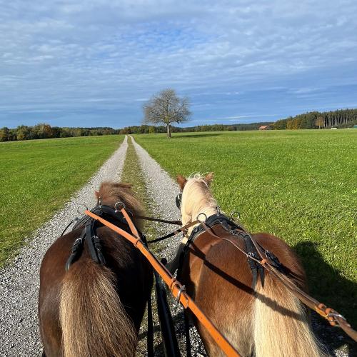 Ponykutschfahrt