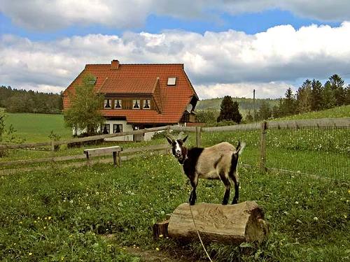 kieningerhof_ziege