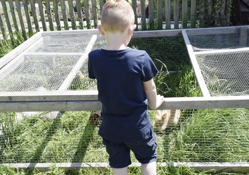 Hasen im Freien