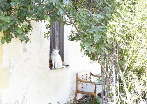 Katze