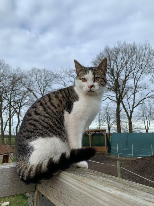 katze