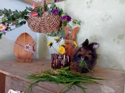 Hasen beim fressen