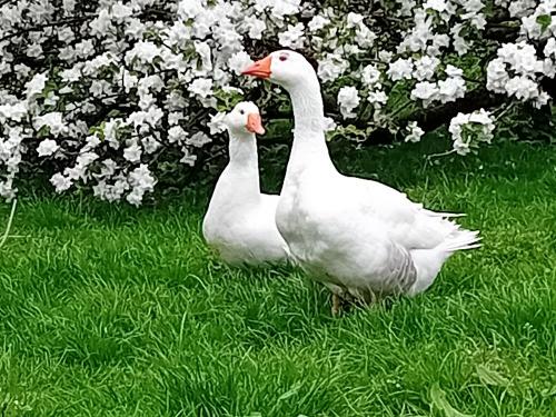 Gänsepärchen Gunther und Marie