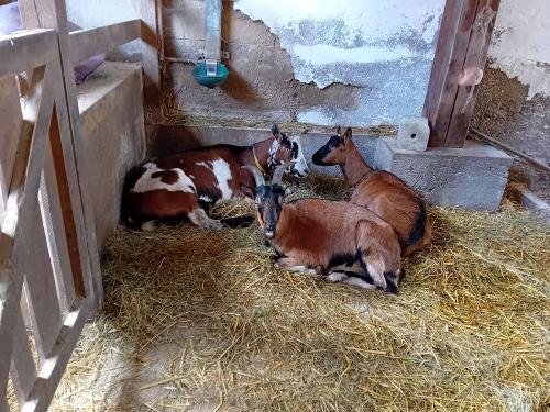 unsere Ziegen Andi, Blume und Charly