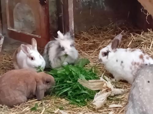 die Kaninchen freuen sich auf frisches Essen