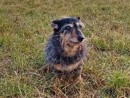 Dackeldame Lilli am Ausflug