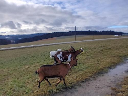 Ziegenausflug 2